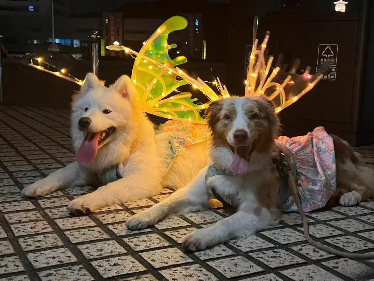 Electric Waving Fairy Wings - Musical Pet Costume - Halloween Dog Apparel - Unique Halloween Outfit