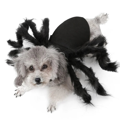 Halloween Spider Costume for Small & Medium Dogs & Cats